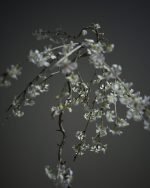 富士垂枝櫻 (Balance)