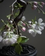 八重之輝櫻 (預訂)