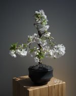 八重之輝櫻 (預訂)