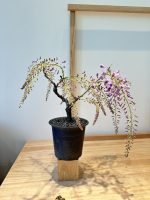 紫藤花
