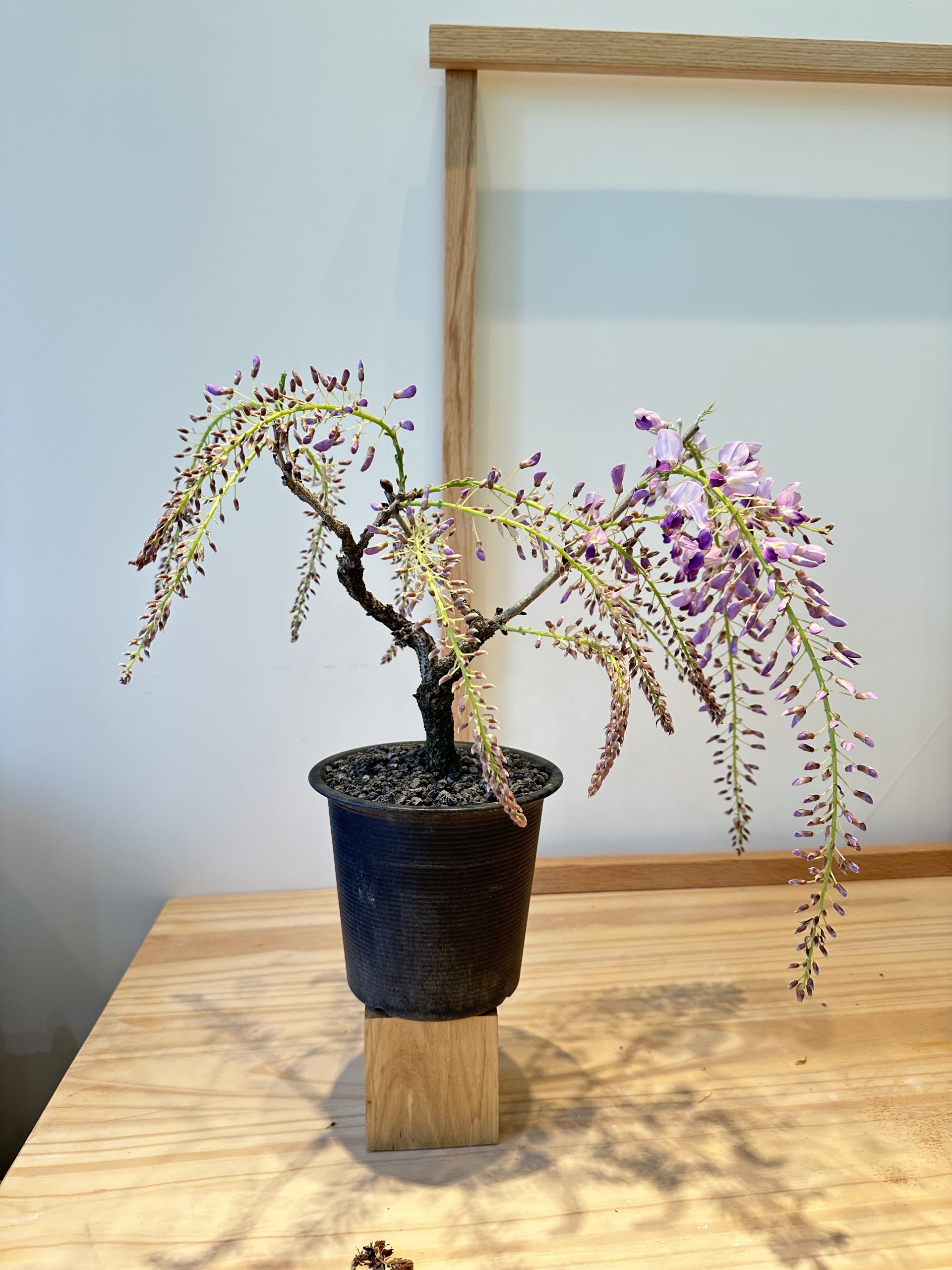 紫藤花