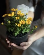 常山繡球花 (Dichroa febrifuga) – <br>星形仙氣花朵 | 寶石般的藍色果實 | 常綠耐陰