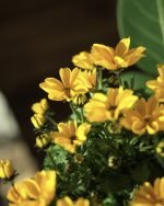常山繡球花 (Dichroa febrifuga) – <br>星形仙氣花朵 | 寶石般的藍色果實 | 常綠耐陰