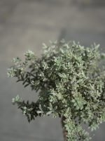 銀錦澳洲迷迭香 'Smokie' (Westringia) -<br> 夢幻銀灰斑葉 | 煙燻色調 | 耐旱好照顧