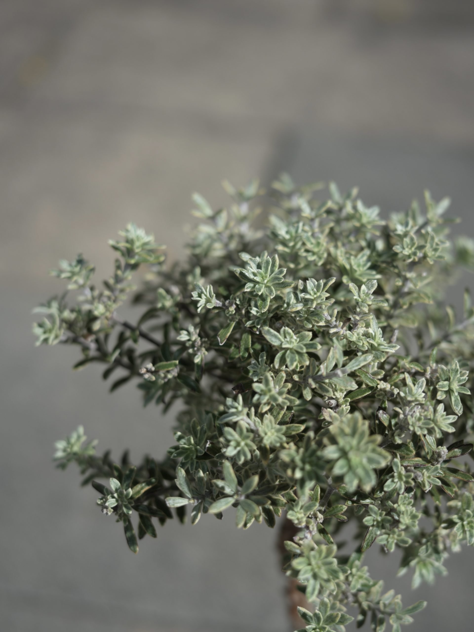 銀錦澳洲迷迭香 'Smokie' (Westringia) -<br> 夢幻銀灰斑葉 | 煙燻色調 | 耐旱好照顧