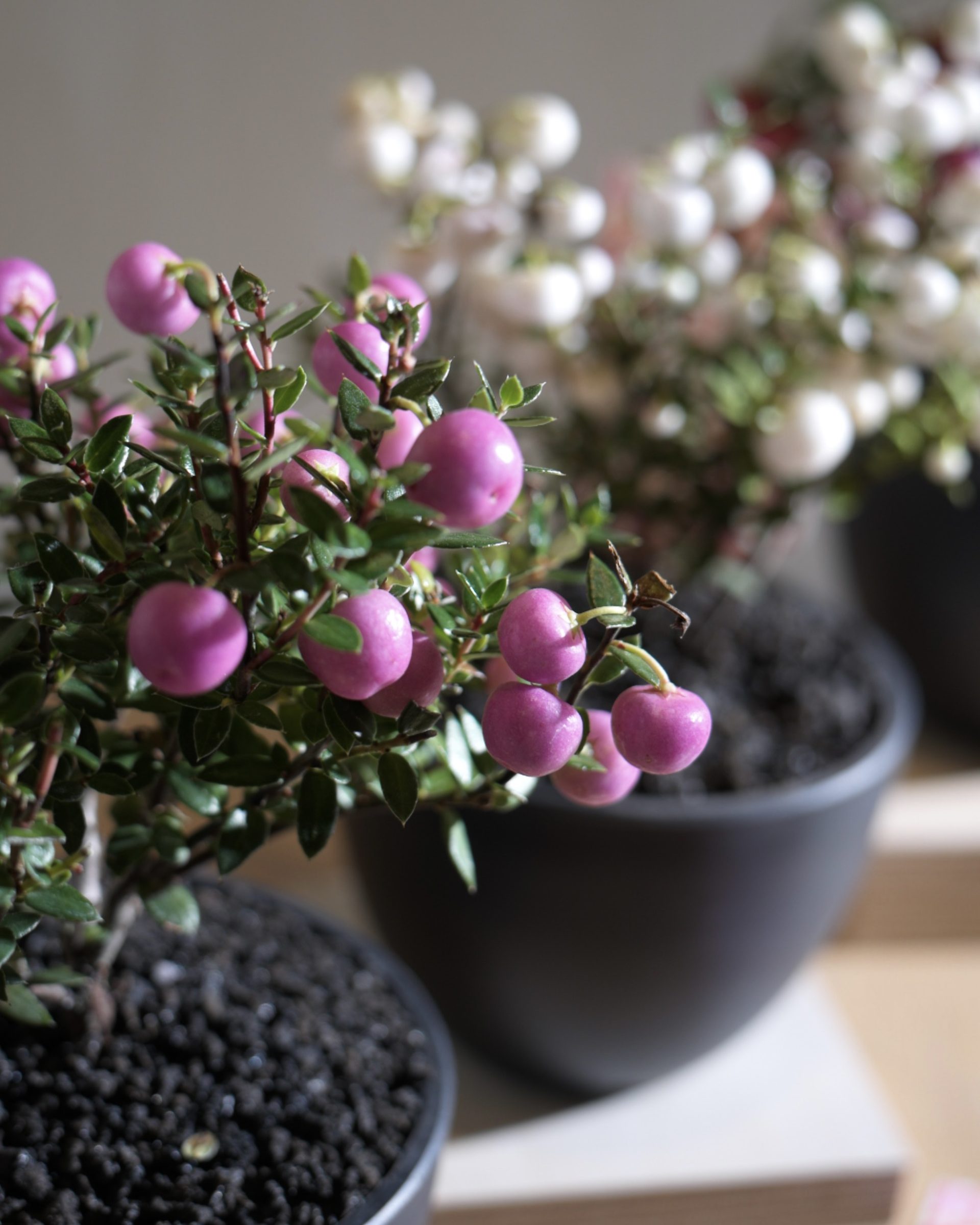 白珠樹 (Gaultheria mucronata) - <br>寶石般的觀果植物 | 耐寒常綠灌木 | 日本人氣品種