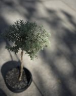 銀錦澳洲迷迭香 'Smokie' (Westringia) -<br> 夢幻銀灰斑葉 | 煙燻色調 | 耐旱好照顧