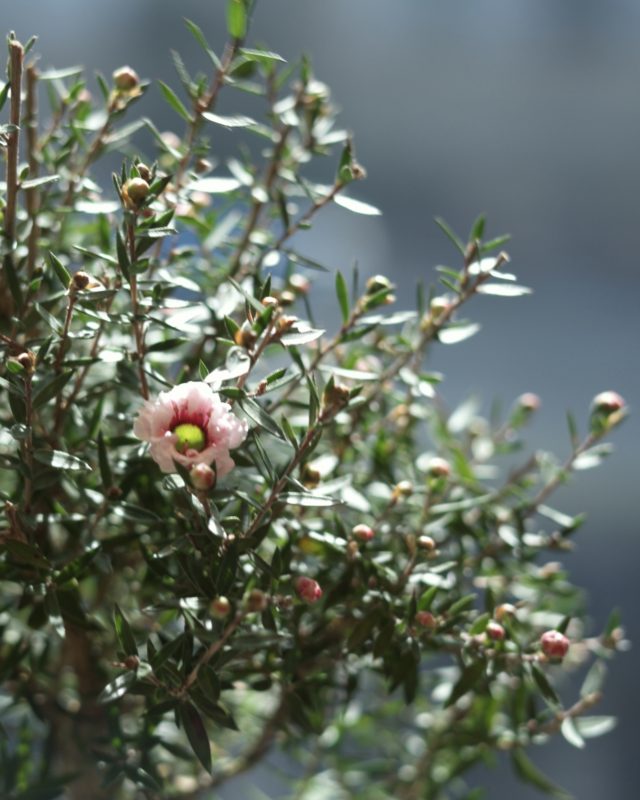 松紅梅 (Leptospermum 'Light Pink') - <br>唯美粉紅重瓣 | 紐西蘭茶樹 | 花期長