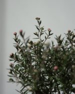 松紅梅 (Leptospermum 'Light Pink') - <br>唯美粉紅重瓣 | 紐西蘭茶樹 | 花期長