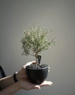 松紅梅 (Leptospermum 'Light Pink') - <br>唯美粉紅重瓣 | 紐西蘭茶樹 | 花期長