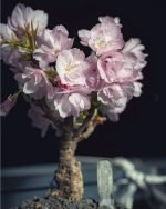 【2026年3月預訂】日本旭山櫻盆景 (8年株) - <br>期間限定・一才櫻 | Asahiyama Sakura