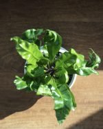 Akaki 鳥巢蕨 (Asplenium nidus 'Akaki') – <br>日本三重縣原創品種 | 極深波浪紋 | 寵物友善