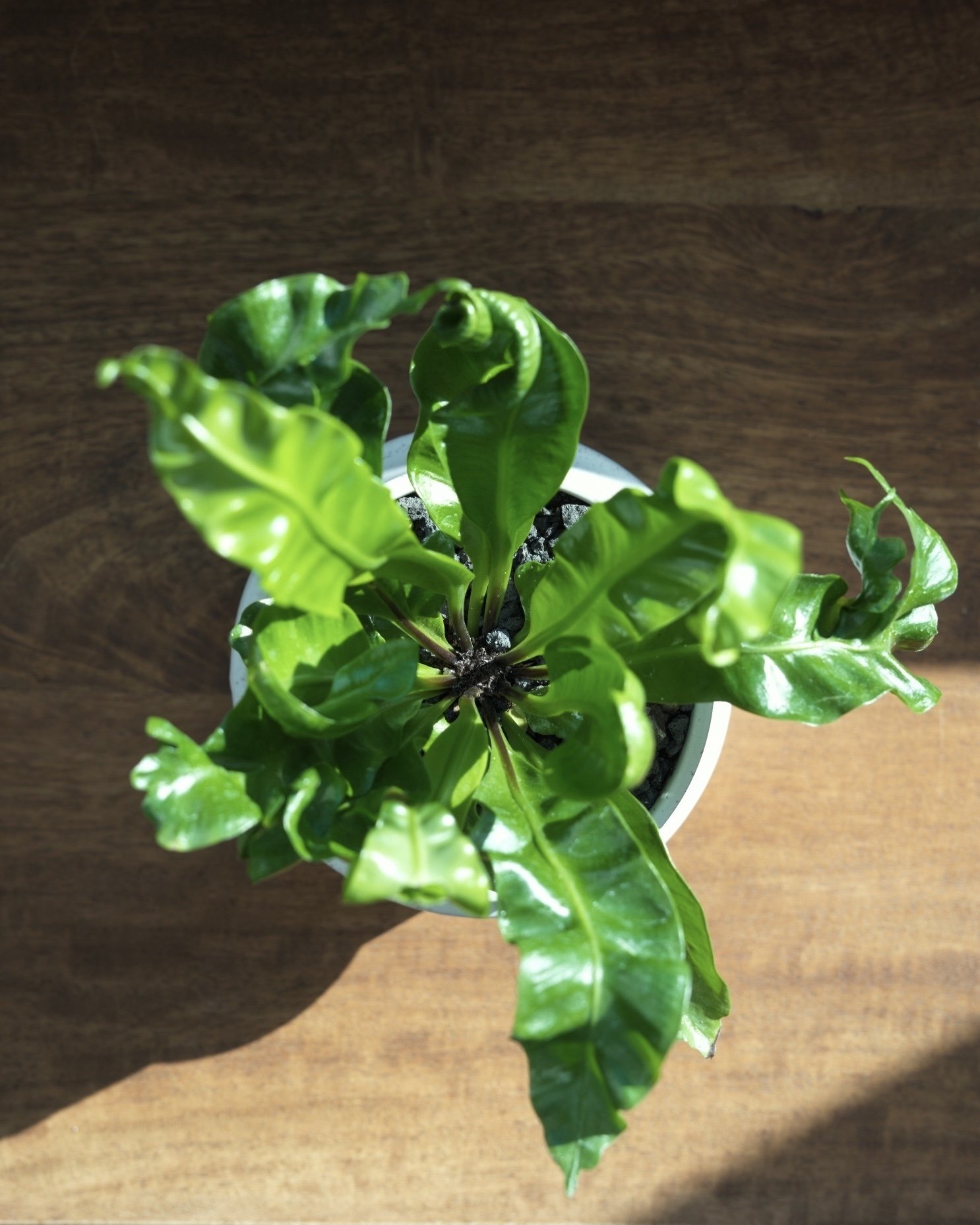 Akaki 鳥巢蕨 (Asplenium nidus 'Akaki') – <br>日本三重縣原創品種 | 極深波浪紋 | 寵物友善